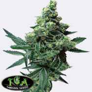 TGA Subcool Seeds Quantum Kush