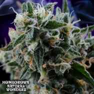 Homegrown Natural Wonders Quantum Kush