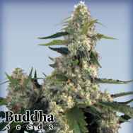 Buddha Seeds Quasar