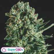 SuperCBDx Seeds Queen Mother x SCBDX