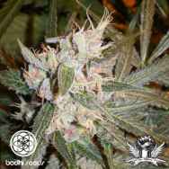 Bodhi Seeds RKU (road kill unicorn)