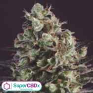 SuperCBDx Seeds Royal Purple Kush x SCBDX