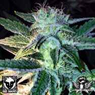 Rare Dankness Seeds Ghost Of Lee Roy