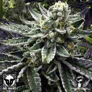 Rare Dankness Seeds Commerce City Kush