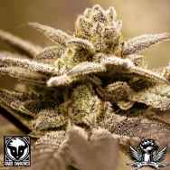 Rare Dankness Seeds Dark Shadow Haze