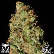 Rare Dankness Seeds Facewreck Haze