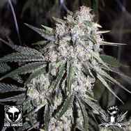 Rare Dankness Seeds Ghost Train Haze #8