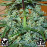 Rare Dankness Seeds Vale' Vale'