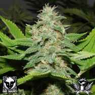 Rare Dankness Seeds Walker Kush