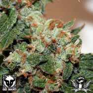 Rare Dankness Seeds Goat Wreck Haze