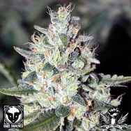 Rare Dankness Seeds Warda’reek’n OG