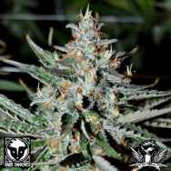 Rare Dankness Seeds Bubba’s Trainwreck Haze#1