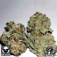 Rare Dankness Seeds Rug Burn OG