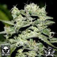 Rare Dankness Seeds TrainWreck Willie