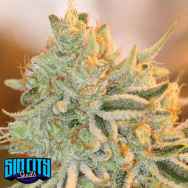 SinCity Seeds Raskal Berries