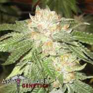 Apothecary Genetics Seeds Rascal OG