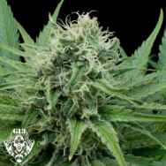 G13 Labs Seeds Raw Diesel