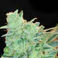 AlphaKronik Genes Seeds Rawdawg