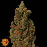 Barneys Farm Seeds Red Diesel