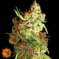 Barneys Farm Seeds Red Dragon