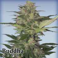 Buddha Seeds Red Dwarf Autoflowering