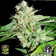 Reeferman Seeds Love Potion #1 x Nigerian