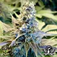 Reeferman Seeds Golden Temple Kush