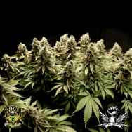 Reeferman Seeds Kodiak Gold