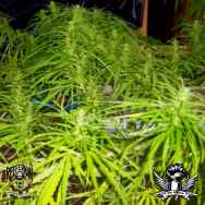 Reeferman Seeds Orange Peako Cambodian