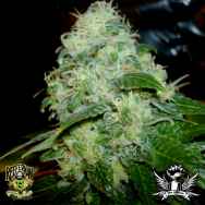 Reeferman Seeds Petrolia Headstash