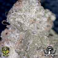 Reeferman Seeds Hashplant #1