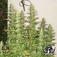 Reeferman Seeds G13 x Hash Plant 2