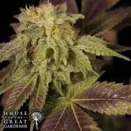 House of the Great Gardener Seeds Rene