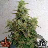 Resin Seeds Dieseltonic