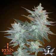 Resin Seeds L.A. Ultra