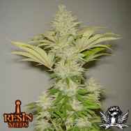 Resin Seeds Bubblicious