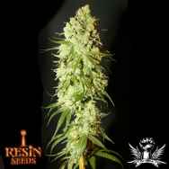 Resin Seeds Cannatonic