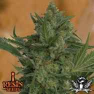 Resin Seeds Critical Haze