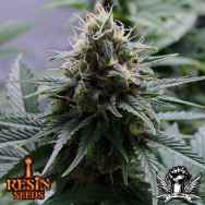 Resin Seeds Yummy