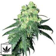 White Label Seeds Rhino