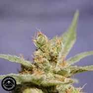 Sagarmatha Seeds Rhode Island Skunk