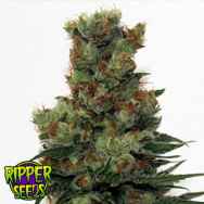 Ripper Seeds Badazz