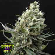 Ripper Seeds Ripper Haze