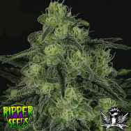 Ripper Seeds Black Valley