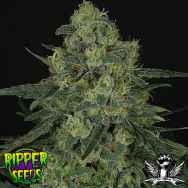 Ripper Seeds Criminal +