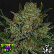 Ripper Seeds Double Glock