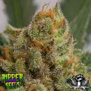 Ripper Seeds Grapegum