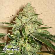 Karma Genetics Seeds RoadDawg