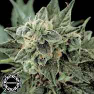 Dinafem Seeds Roadrunner #2 AUTOMATIC