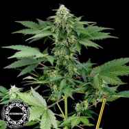 Dinafem Seeds Roadrunner Automatic